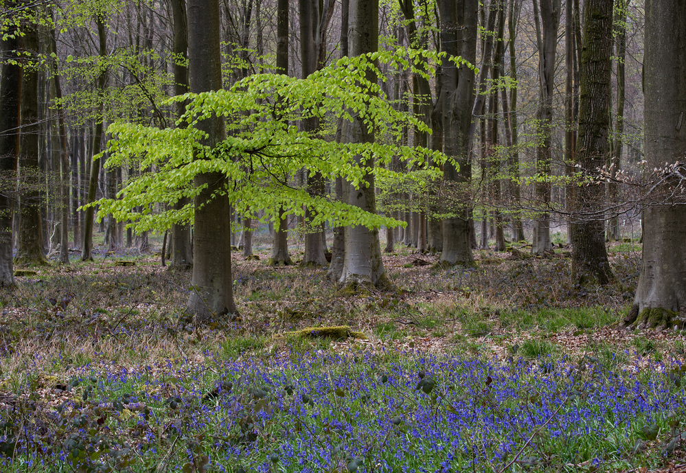 Micheldever Wood  Hampshire Bluebell Wood 10